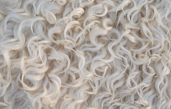White, background, animal, curls, light, texture, wool, skin