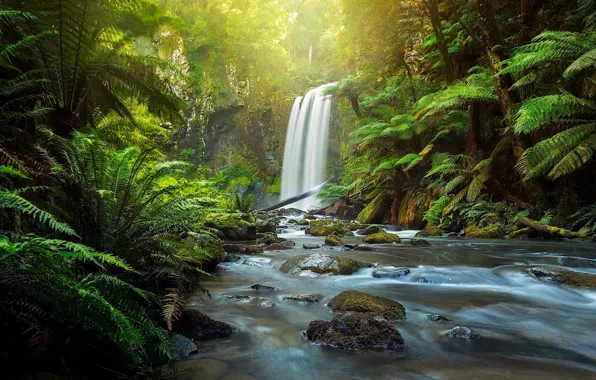 Forest, river, waterfall, Australia, fern, Australia, Victoria, The Otways