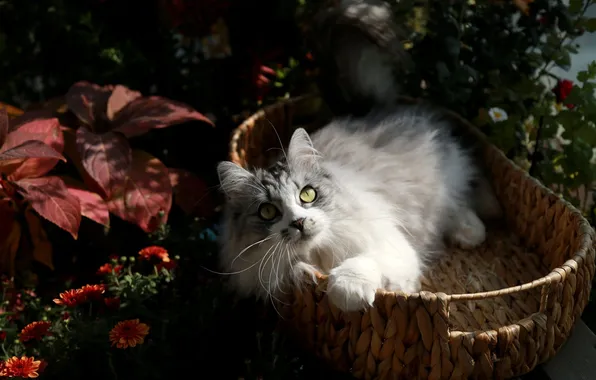 Cat, cat, look, leaves, light, flowers, nature, pose