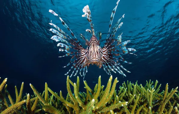Picture sea, the ocean, fish, Zebra fish, Lionfish