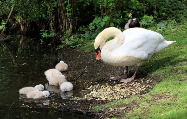 Birds, shore, swans, mom, Chicks, pond, brood, the Lebeda