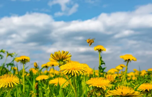 The sky, flowers, bee, meadow, dandelions