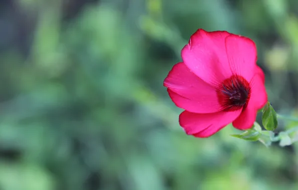 Macro, Flower, Pink