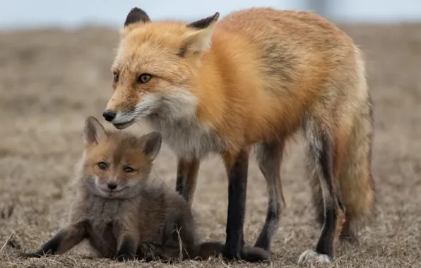 Baby, Fox, mom, Fox