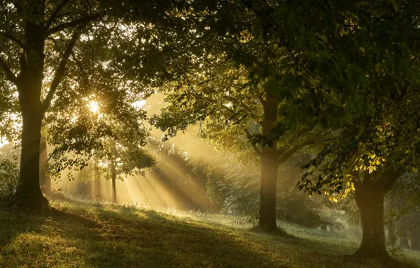 Forest, summer, nature, dawn, the sun's rays