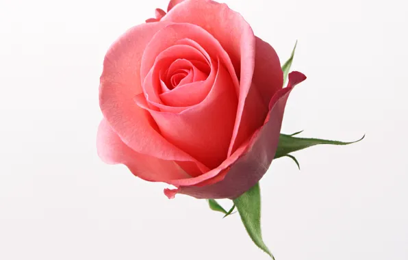 Picture roses, rose, red rose