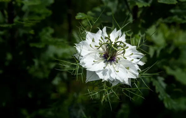 Picture white, leaves, flowers, the dark background, Nigella