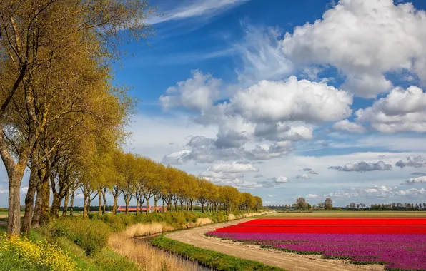 Picture trees, flowers, spring, tulips, Netherlands, plantation