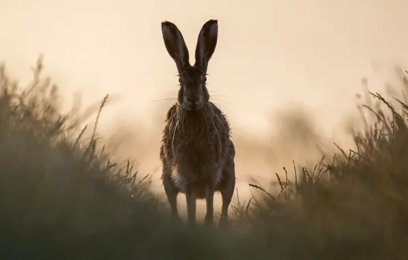 Picture nature, fog, hare