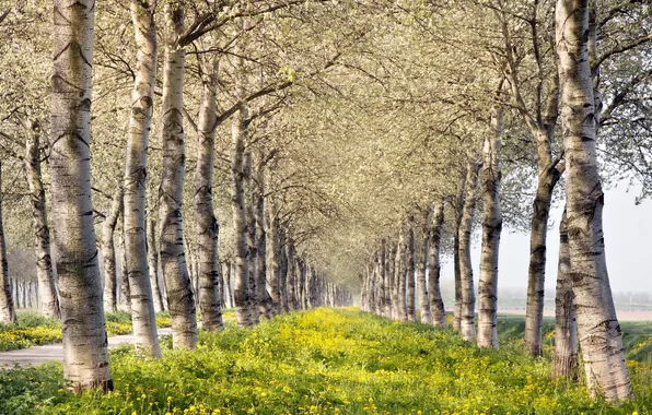 Summer, trees, landscape