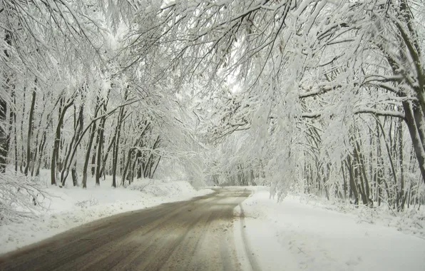 Winter, road, snow, trees