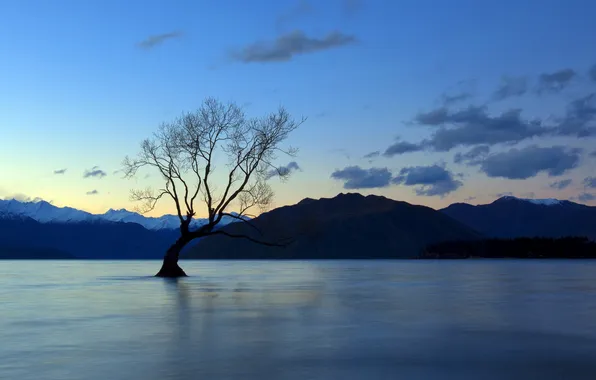 Trees, landscape, lake