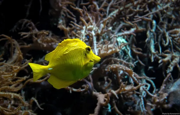 Picture macro, aquarium, fish, fish, underwater world, under water, yellow, bright