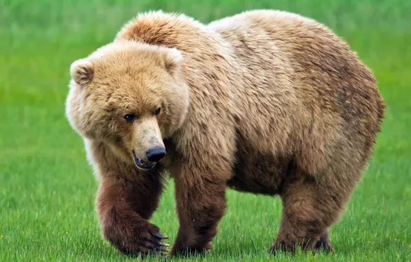 Picture large, bear, brown bear, Bruin, the symbol of Russia