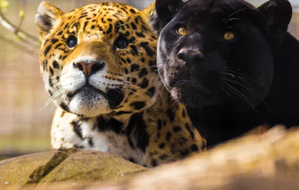 Look, a couple, muzzle, black Panther, jaguars