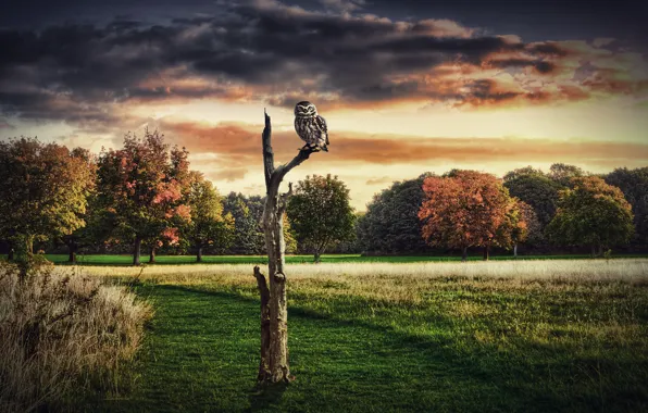 Trees, owl, collage, bird, dry