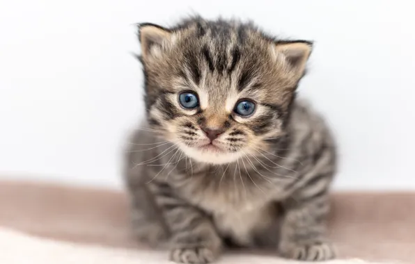 Cat, grey, sweetheart, baby, white background, kitty, face, striped