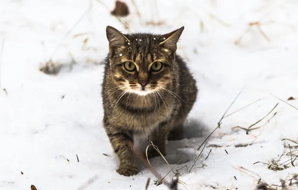 Eyes, cat, look, snow, Koshak