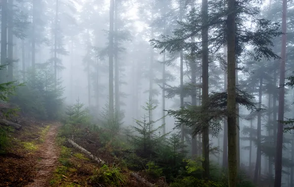Forest, trees, fog, morning, slope, pine, path, Christmas trees