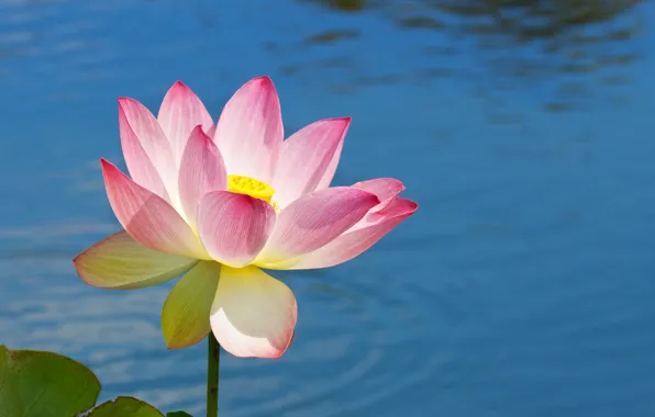 Picture flower, water, petals, Lotus