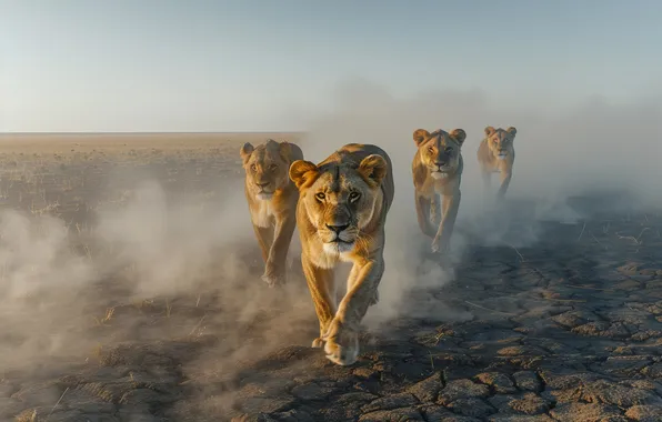Dust, Front, Digital art, Predators, Lioness, Big Cats, AI art, The Art of Artificial Intelligence