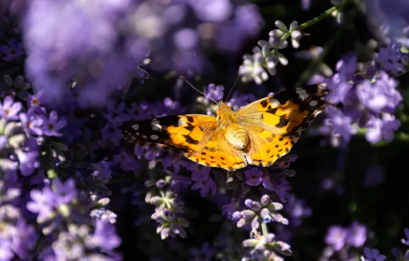 Macro, light, flowers, butterfly, yellow, lavender, lilac