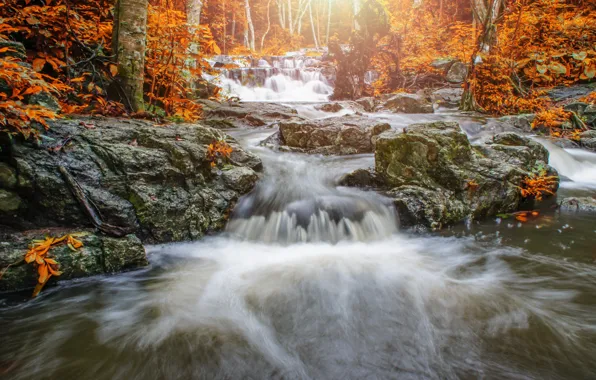 Picture autumn, forest, landscape, river, rocks, waterfall, forest, river