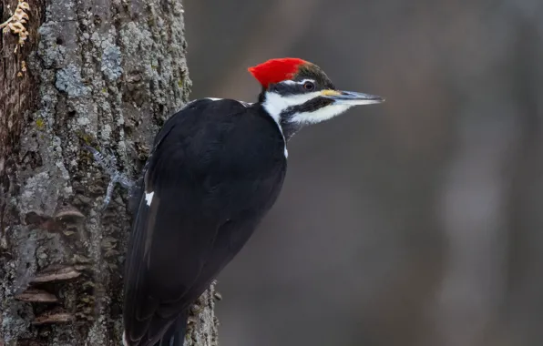 Nature, tree, bird, woodpecker, trunk