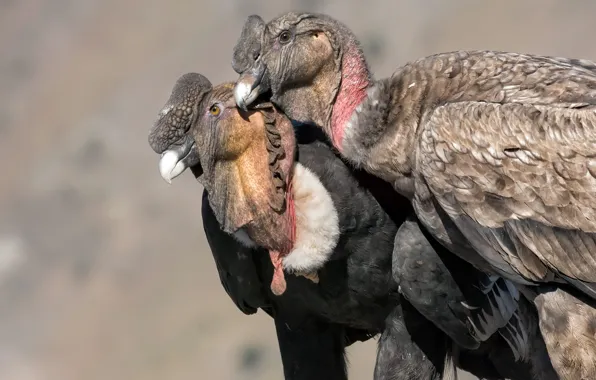 Picture nature, condors, birds