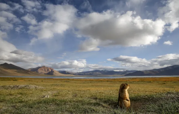 The sky, clouds, mountains, marmot