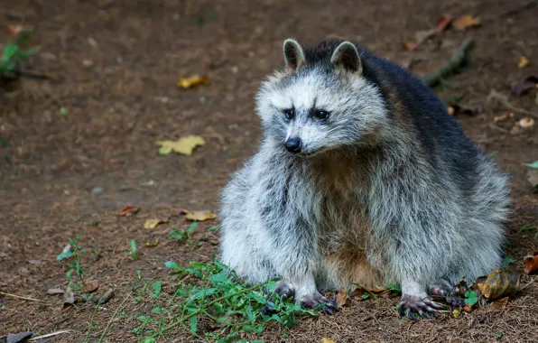 Autumn, leaves, animal, raccoon, sitting, wildlife, raccoon dog