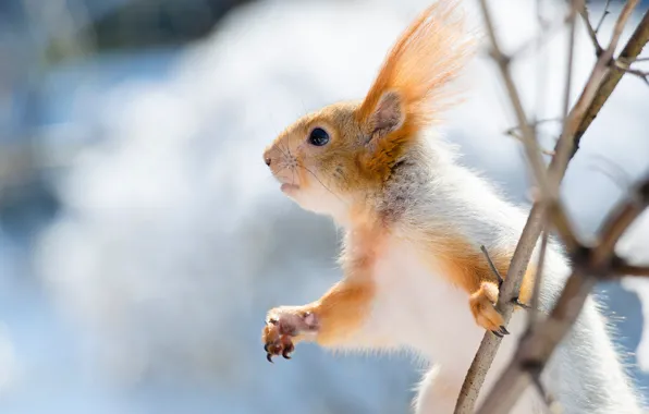 Winter, snow, branches, pose, background, legs, protein