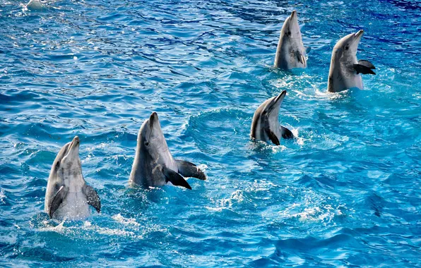 Picture WATER, POOL, RUFFLE, FIVE, FINS, DOLPHINS