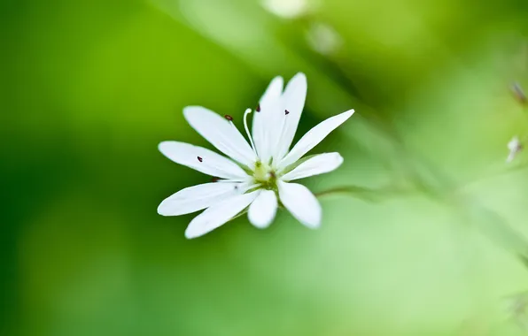Greens, white, flower, macro, blur