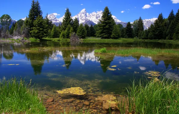 Picture forest, landscape, mountains, nature, lake, National park, Grand teton