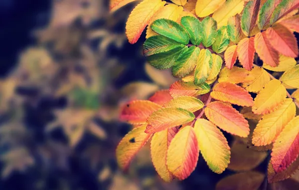 Picture autumn, leaves, nature, paint, focus, colors, nature, autumn