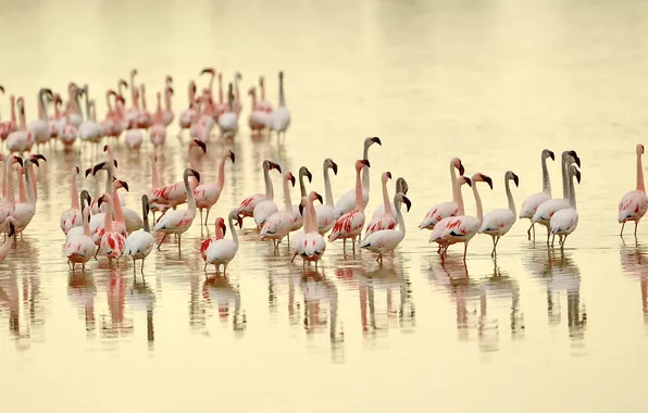 Picture birds, nature, Flamingo