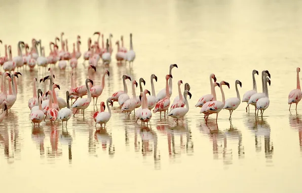 Birds, nature, Flamingo