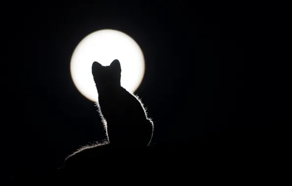 BACKGROUND, WOOL, BLACK, The MOON, CAT, EARS, SILHOUETTE