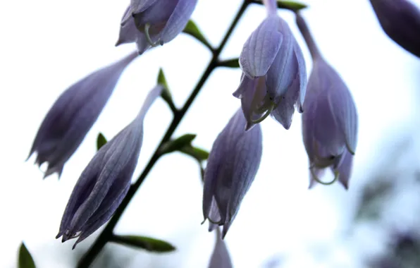 The sky, Flowers, spring