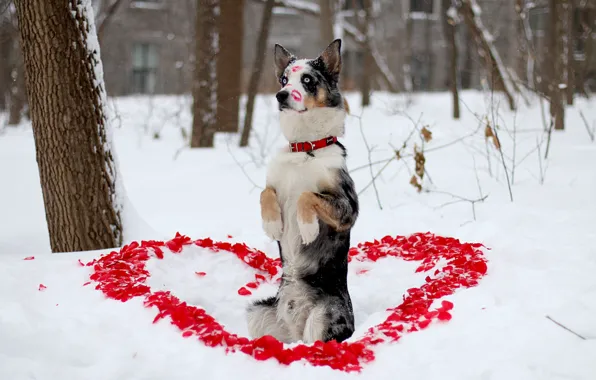 Winter, look, each, dog, petals, lipstick, dog, heart