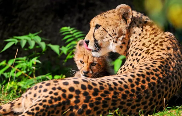 Stay, Cheetah, kitty, mom, mother, chetach