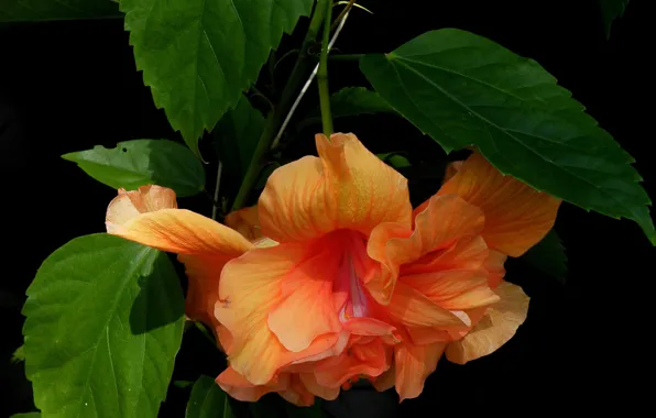 Picture leaves, macro, nature, petals, hibiscus