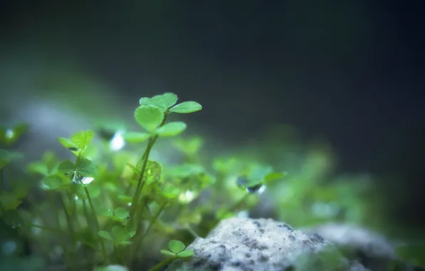 Greens, leaves, water, drops, macro, nature, Rosa, green