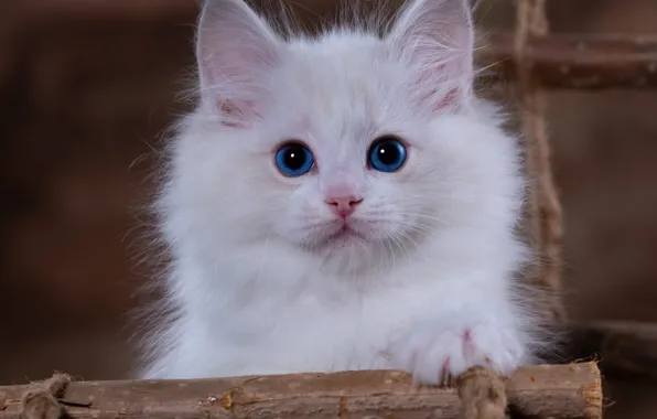 Cat, white, look, kitty, portrait, wand, face, blue-eyed