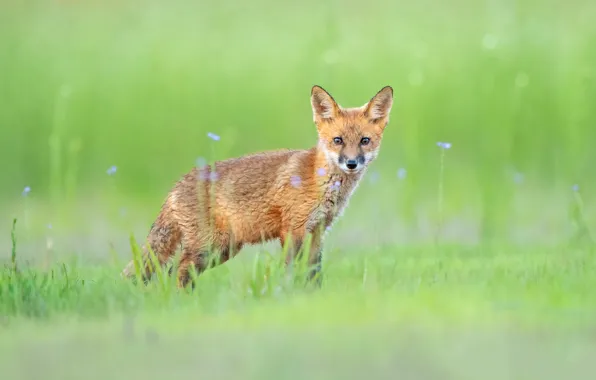 Picture greens, grass, look, face, flowers, pose, glade, Fox