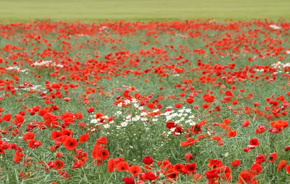 Field, summer, flowers, glade, Maki, chamomile, red, poppy field