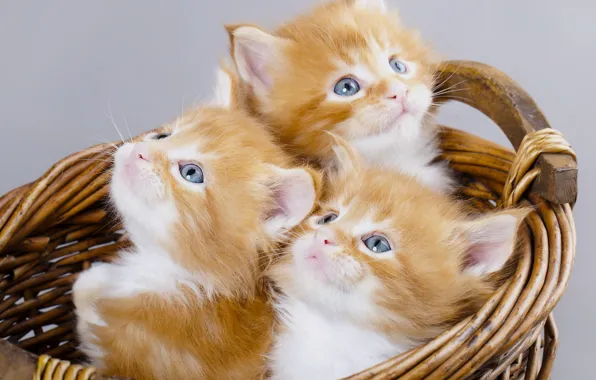 Basket, kittens, red, trio, Maine Coon, Trinity, blue eyes