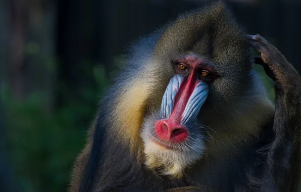 Animals, face, background, monkey, wildlife, primates, mandrill