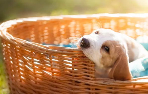 Picture look, background, basket, glade, dog, muzzle, puppy, Beagle